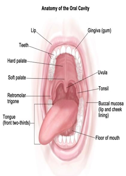 Oral Throat Cancer Caused By Smoking Penang Adventist Hospital People Centered Healthcare Services